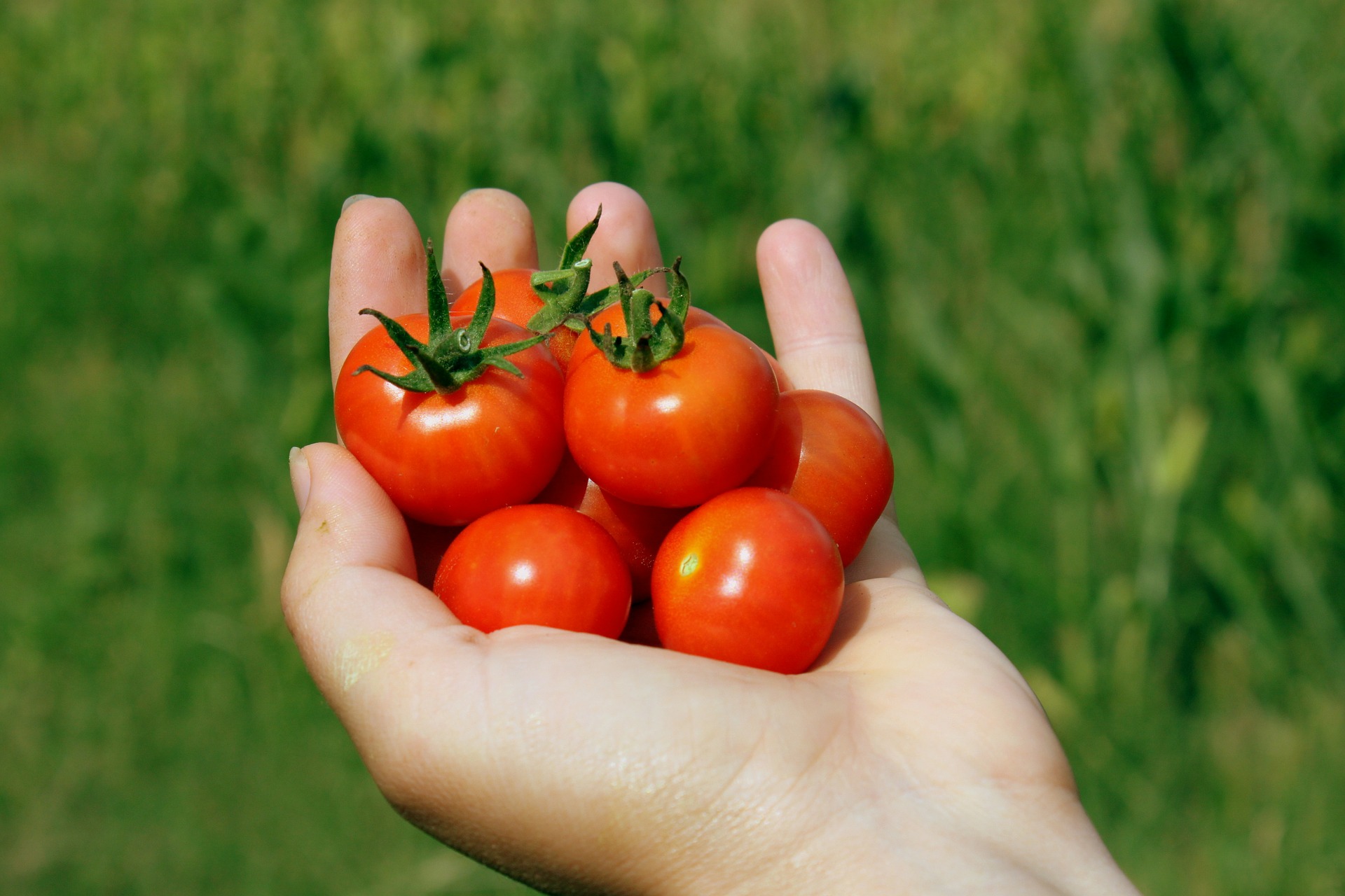 GROWING TOMATOES IN CONTAINERS – Melinda R. Cordell