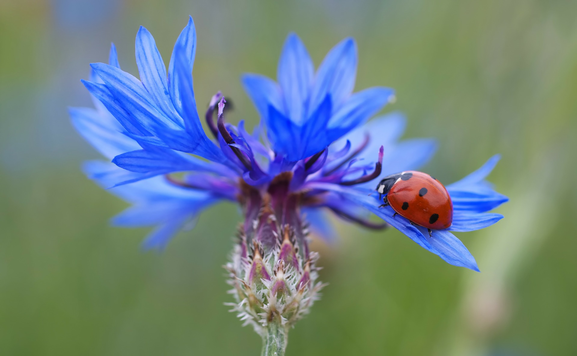 cornflower-102585_1920