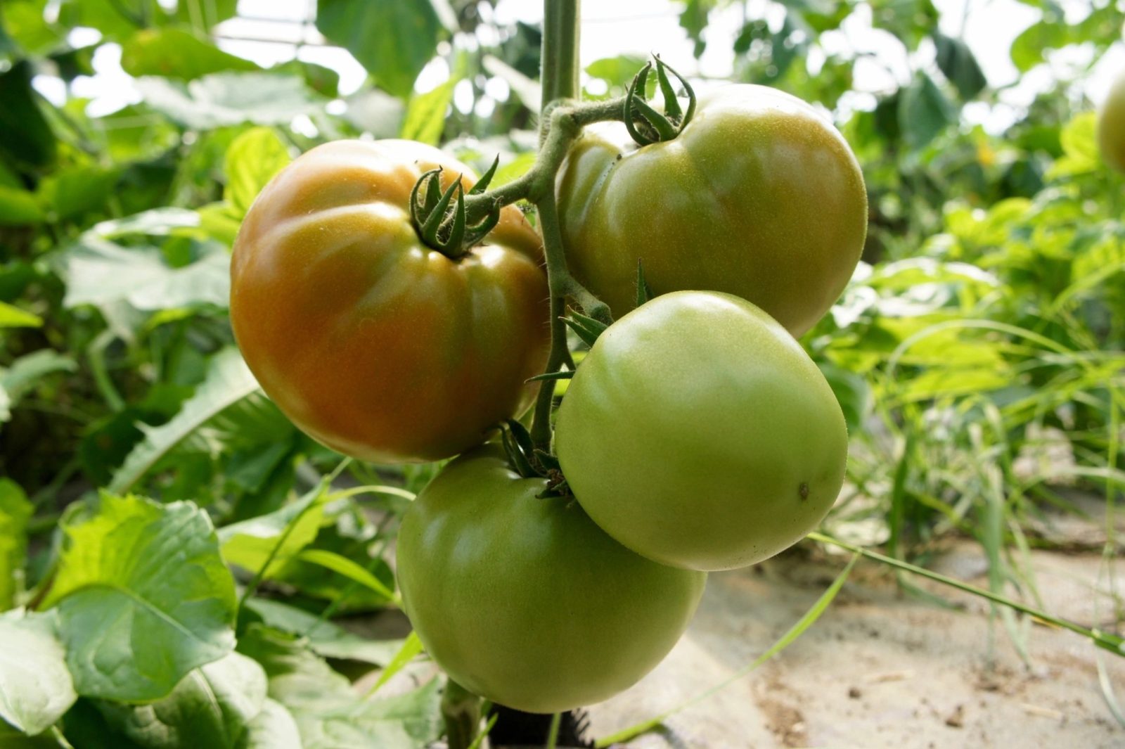 GROWING TOMATOES IN CONTAINERS â€