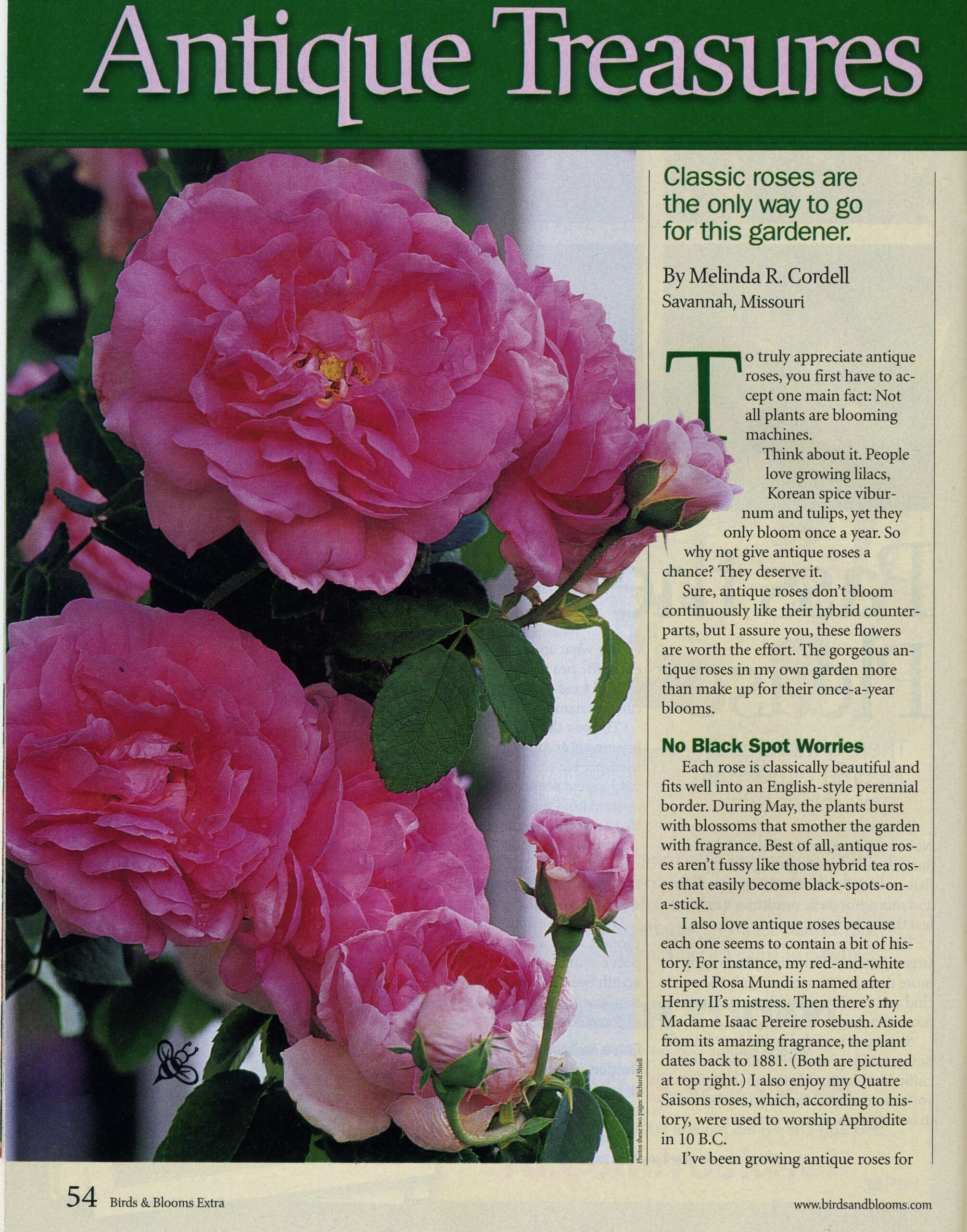 Antique Roses for Birds and Blooms