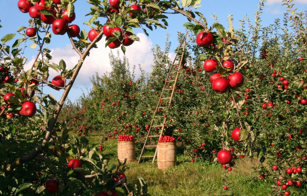 Personally, I think an apple orchard in my yard would be the ideal permaculture setup, but alas I haven't got the space. 