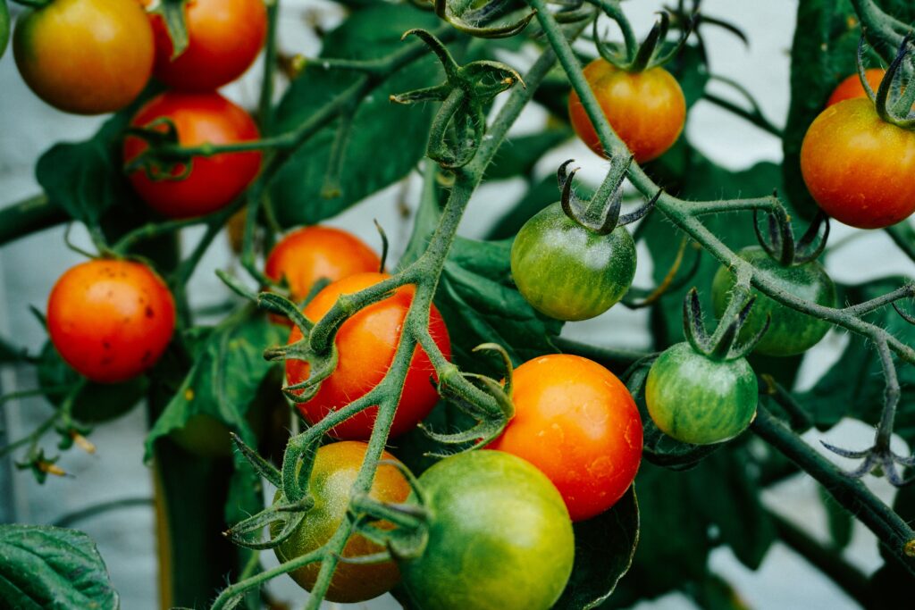 August tomatoes all ready to harvest!