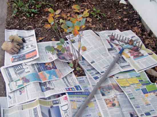 Using Newspaper as Mulch for the Vegetable Garden