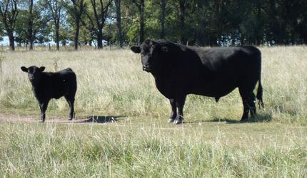 West Virginia Family Honored for Historic Angus Herd