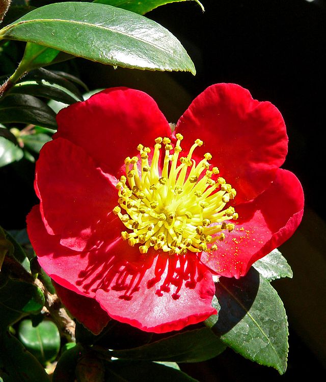 Web copy for Yuletide camellia